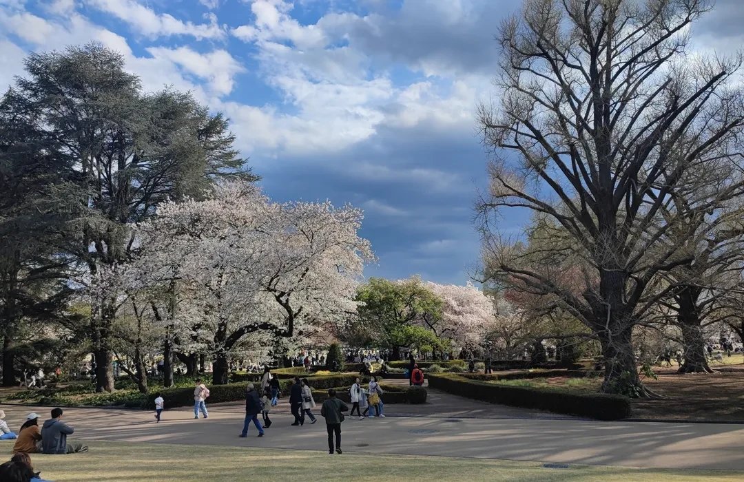 🌳 신츠키지 녹지(신츠키지 료쿠치) 이미지 5